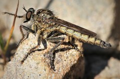 Machimus erythocnemius