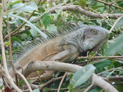 Iguana iguana