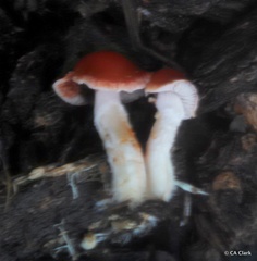 Leratiomyces ceres