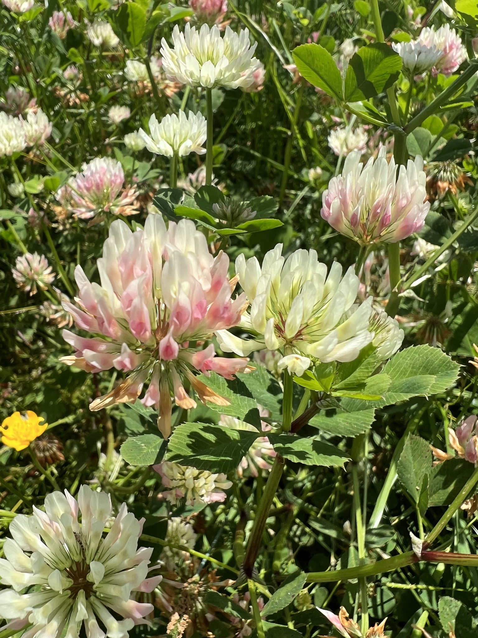 Trifolium michelianum