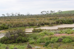 Austrostipa stipoides