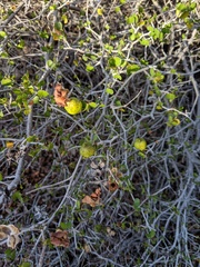 Gossypium armourianum