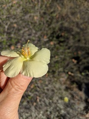 Gossypium armourianum