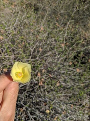 Gossypium armourianum