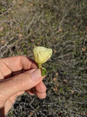 Gossypium armourianum
