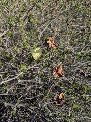 Gossypium armourianum