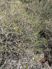 Gossypium armourianum