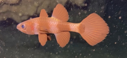 Pseudamia zonata observed 2023-05-22