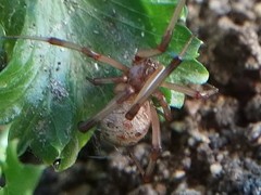 Latrodectus geometricus