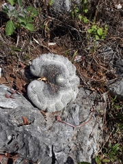 Epithelantha cryptica