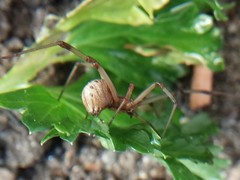 Latrodectus geometricus