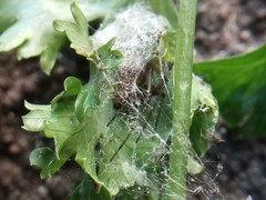 Latrodectus geometricus