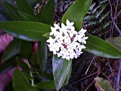 Pimelea longifolia
