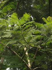 Schizolobium parahyba