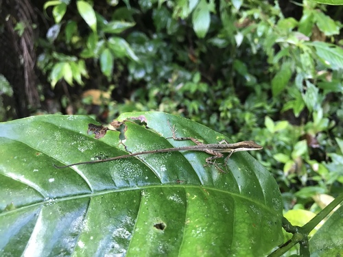 Anolis semilineatus