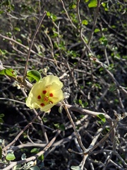 Gossypium armourianum
