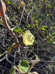 Gossypium armourianum