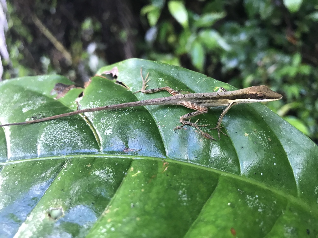 Half-lined Hispaniolan Grass Anole