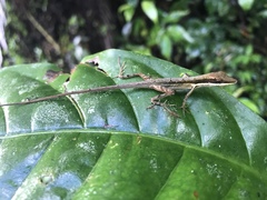 Hispaniolan Grass Anole photo 4