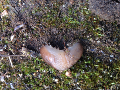 Ambigolimax