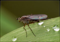 Tetrachaetus bipunctatus