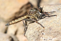 Machimus erythocnemius