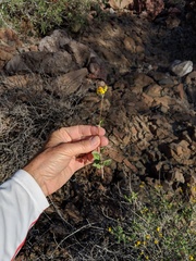 Bahiopsis chenopodina