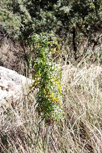 Image of Heteromma decurrens by (c) Tony Rebelo, some rights reserved (CC BY-SA)