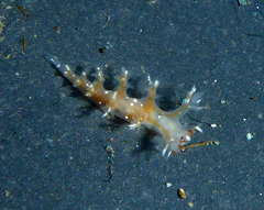 Dendronotus