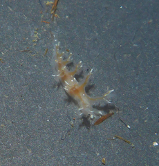 Dendronotus