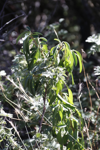 Image of Melianthus comosus by (c) Tony Rebelo, some rights reserved (CC BY-SA)