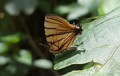 Arawacus meliboeus