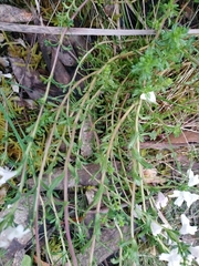 Euphrasia collina