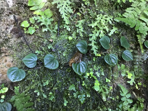 Vining Peperomia