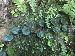 Vining Peperomia