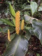 Calathea crotalifera image