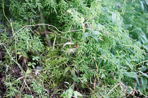 Image of Droopy Asparagus (Asparagus ramosissimus) by (c) Tony Rebelo, some rights reserved (CC BY-SA)
