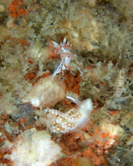 Coryphella cooperi