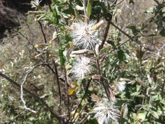 Brickellia veronicifolia