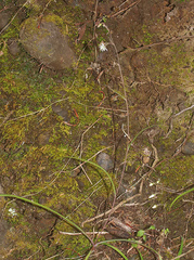 Arthropodium candidum