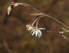 Arthropodium candidum