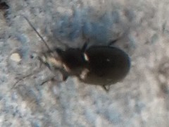 Coleoptera