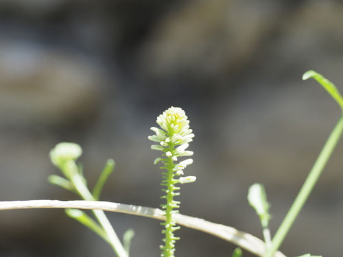 Image of Thelypodium laciniatum by (c) Nathan Earley, some rights reserved (CC BY)