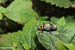 Chauliognathus nigrocinctus
