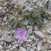 Erodium boissieri - Photo (c) Jesús Del Río, some rights reserved (CC BY-NC), uploaded by Jesús Del Río