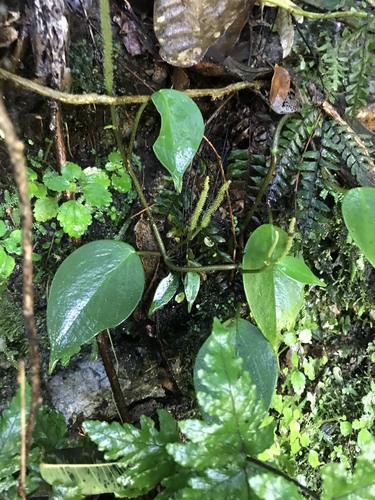 Montane peperomia (Peperomia distachyos)