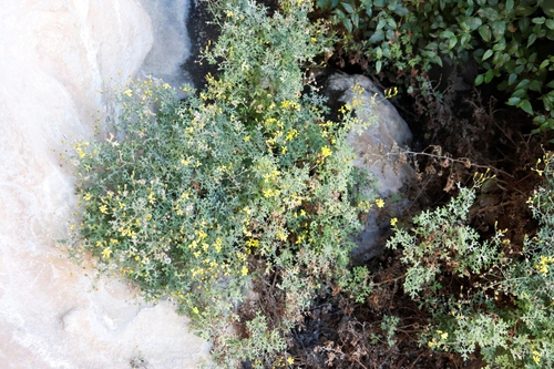 Image of Cineraria lyratiformis by (c) Tony Rebelo, some rights reserved (CC BY-SA)
