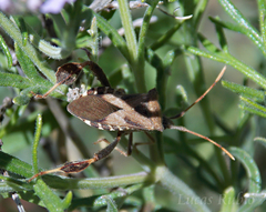 Leptoglossus concaviusculus