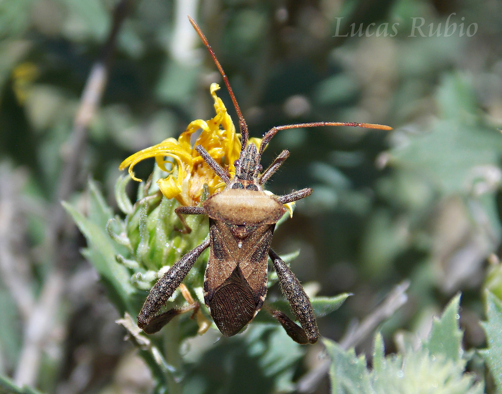 Leptoglossus impictus