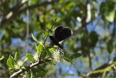 Melanis acroleuca acroleuca